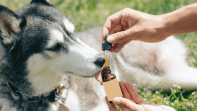 Cbd for Dogs How Much