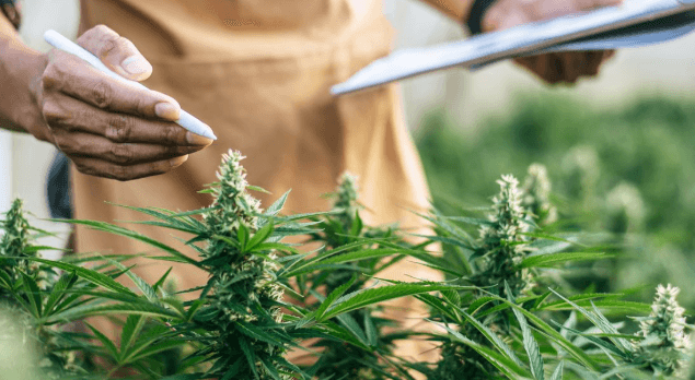 Pennsylvania’s Medical Marijuana Program: One of the Nation’s Most ProminentIntroduction