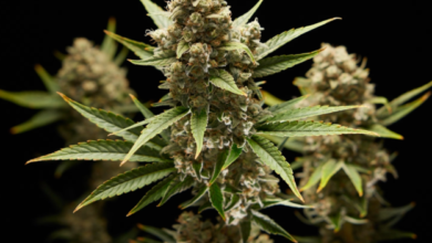 What to Know Before You Buy Cannabis Seeds Online