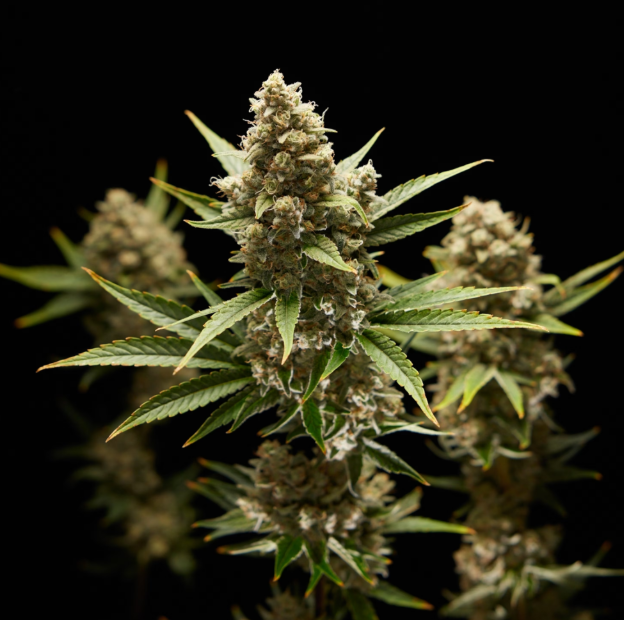 What to Know Before You Buy Cannabis Seeds Online